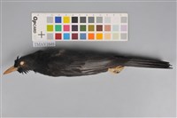 藏品(紅嘴黑鵯)的圖片